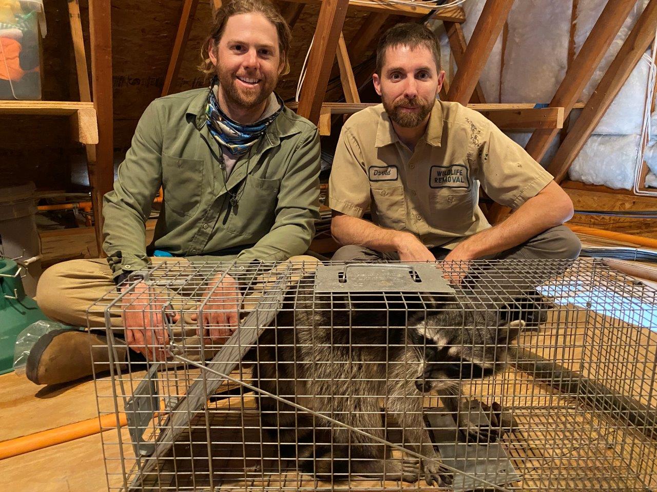 Syracuse raccoon trapping